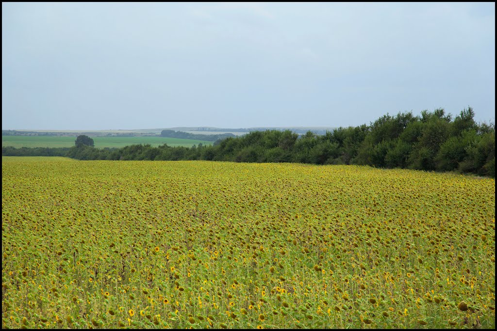 I Girasoli