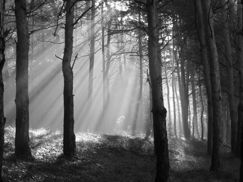 Sunrays