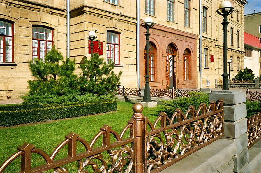 Pinus nigra subsp. pallasiana nearly a wall of Agrarian University in Stavropol