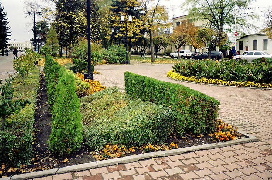 Thuja, a privet and marigolds