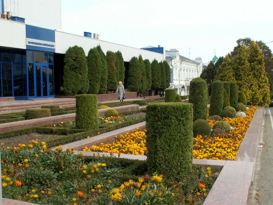 Thuja, box and marigolds