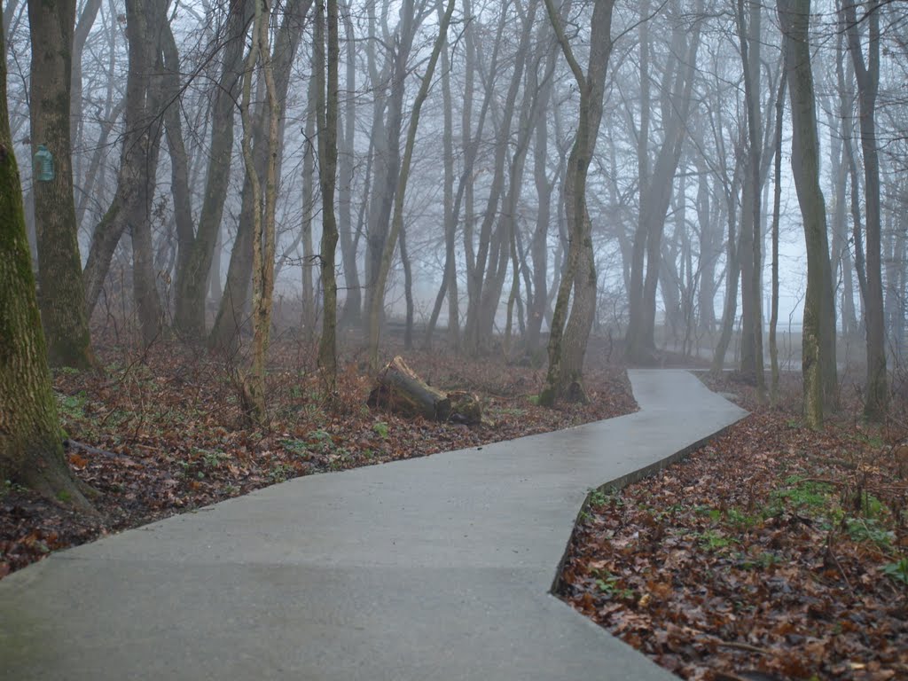 Track in a forest