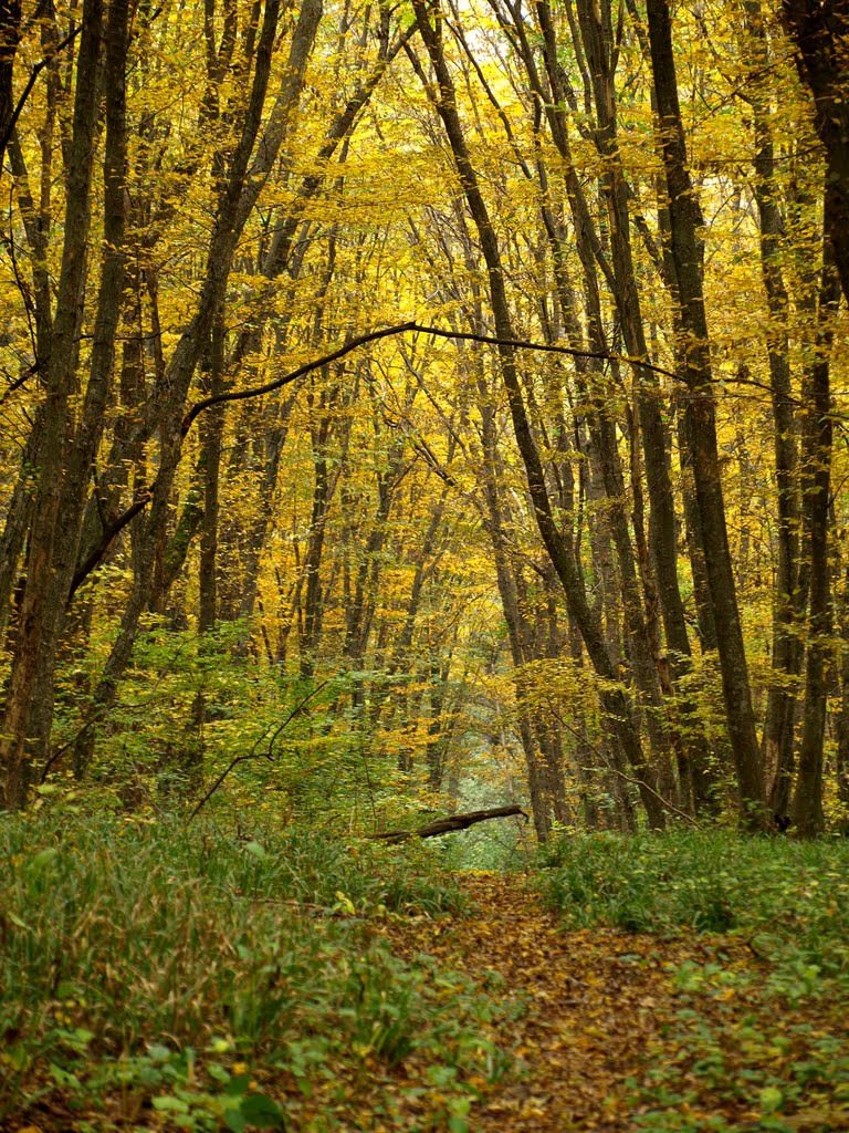 Autumnal forest