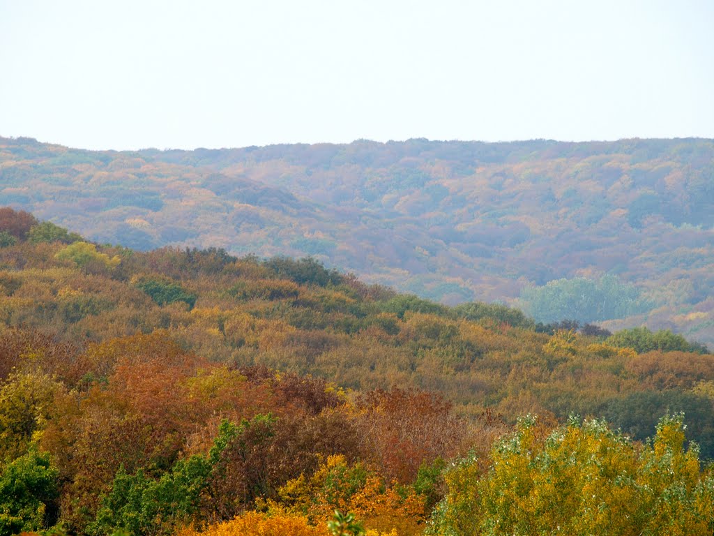 Forest in city Stavropol