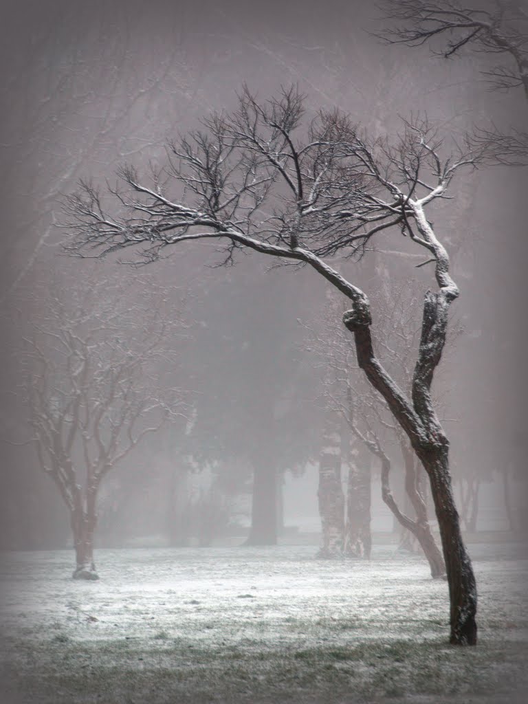 Tree and fog