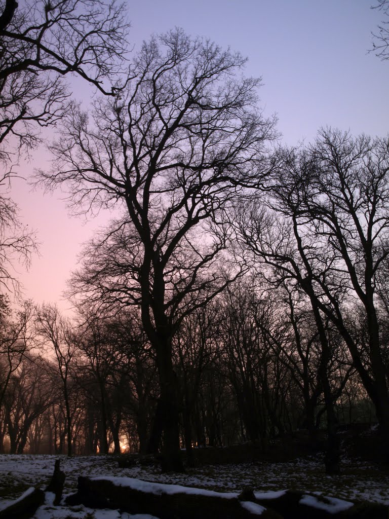 Biberdovs piece of woodland in night.