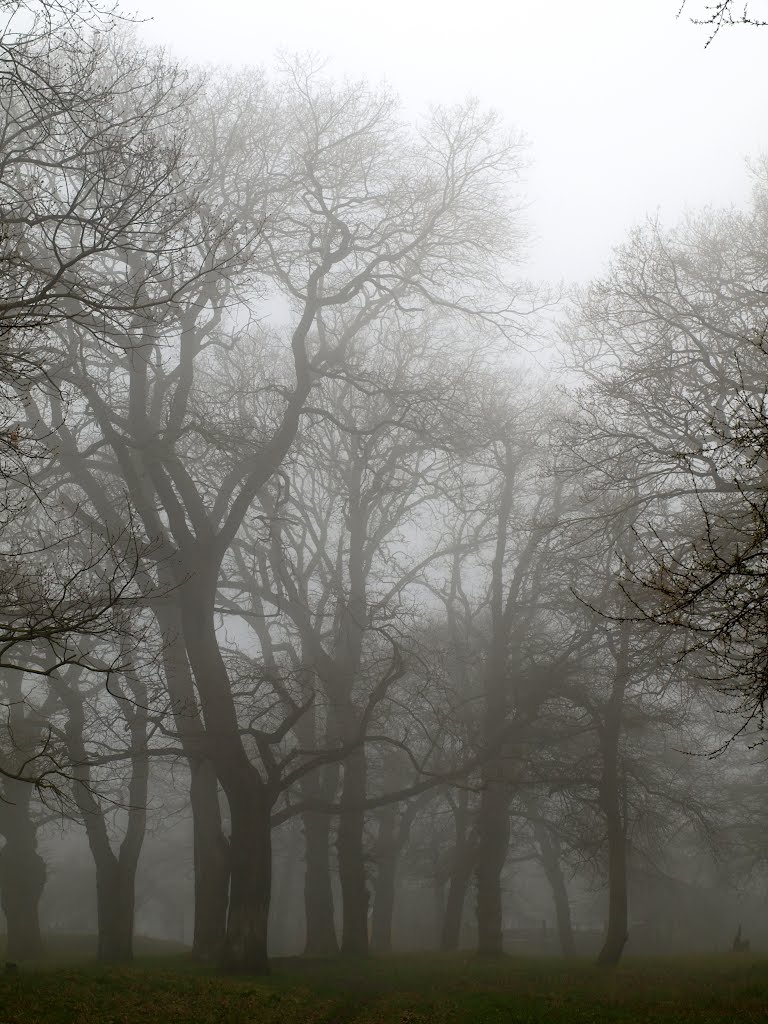 Fog.