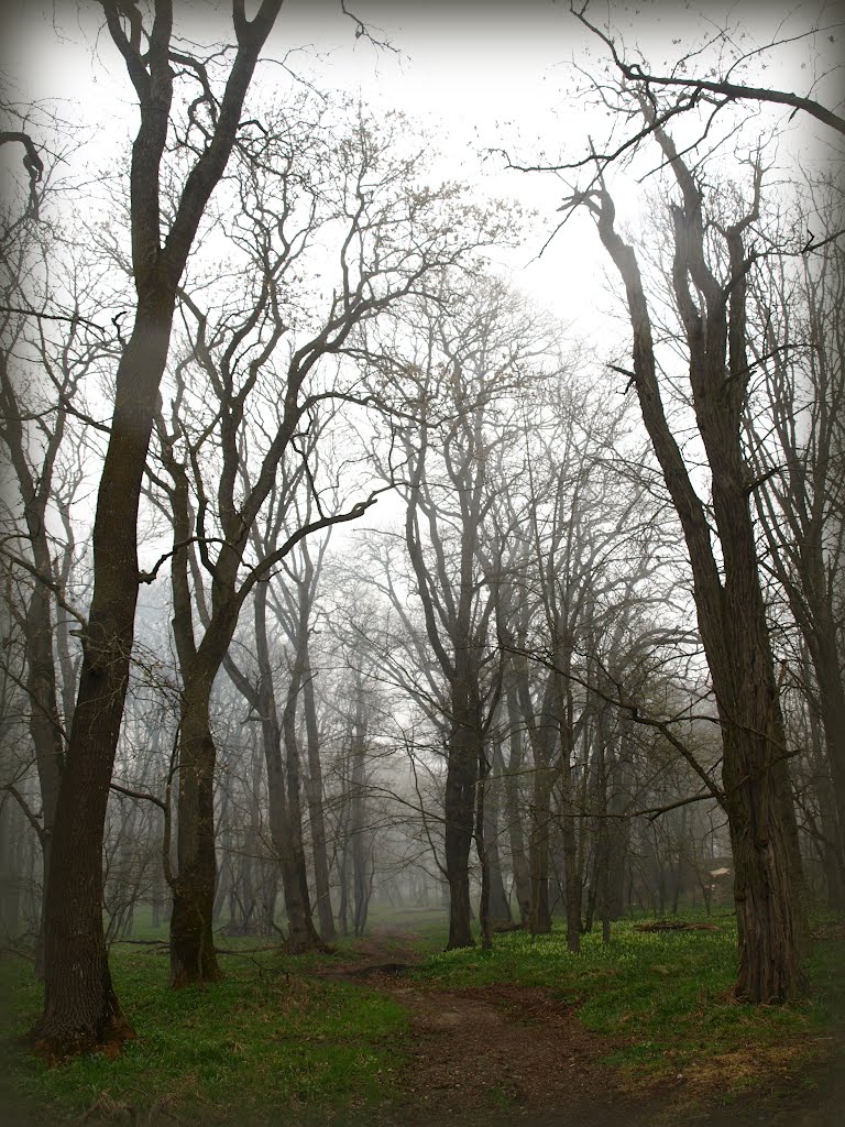 Fog.