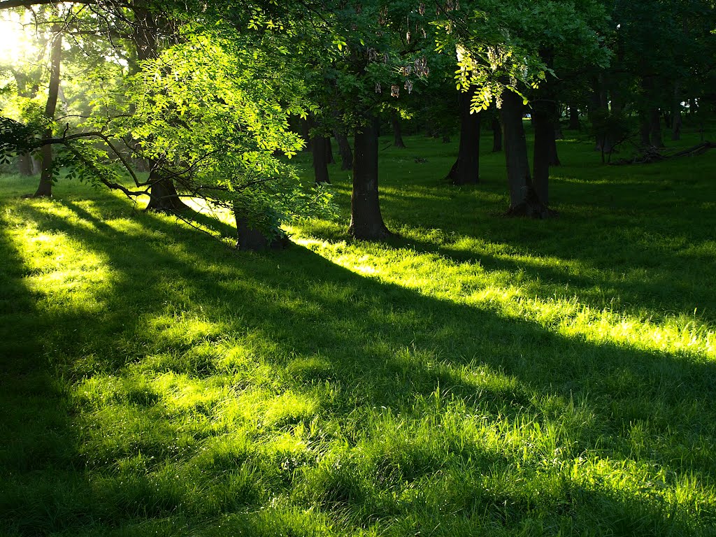 Rays of light on a grass.