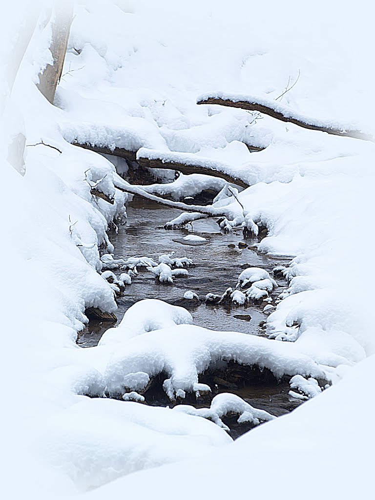Stream and "Hierarchal" (Архиерейский)" piece of woodland.