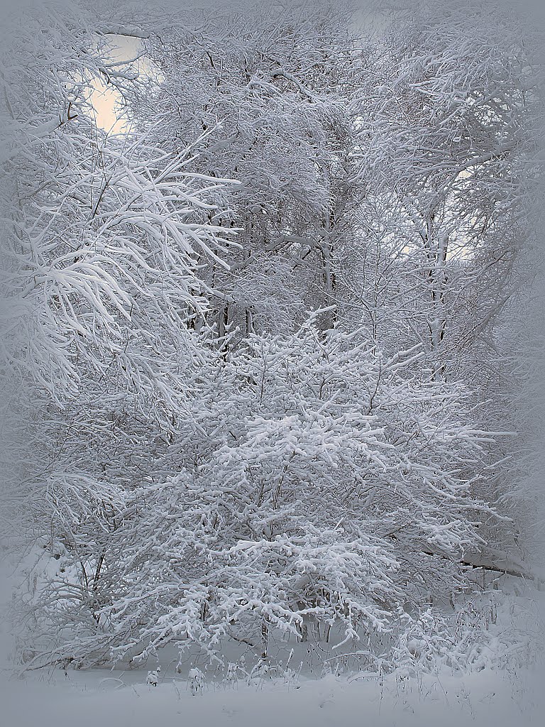 "Hierarchal" (Архиерейский) piece of woodland.
