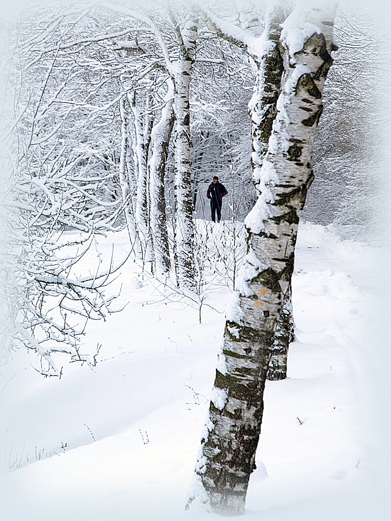 "Hierarchal" (Архиерейский) piece of woodland.