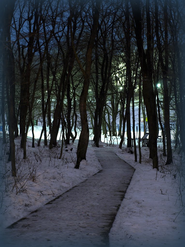 Track in forest at night.