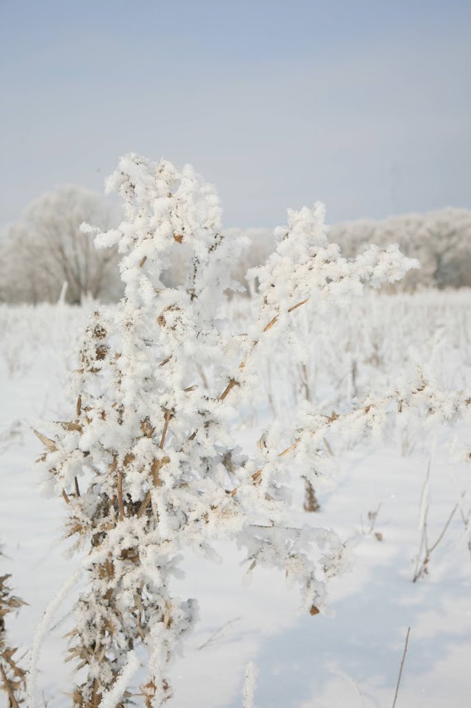 Зимний букет