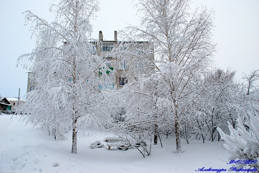 Зимние берёзы