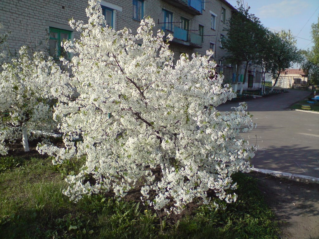 Вишня