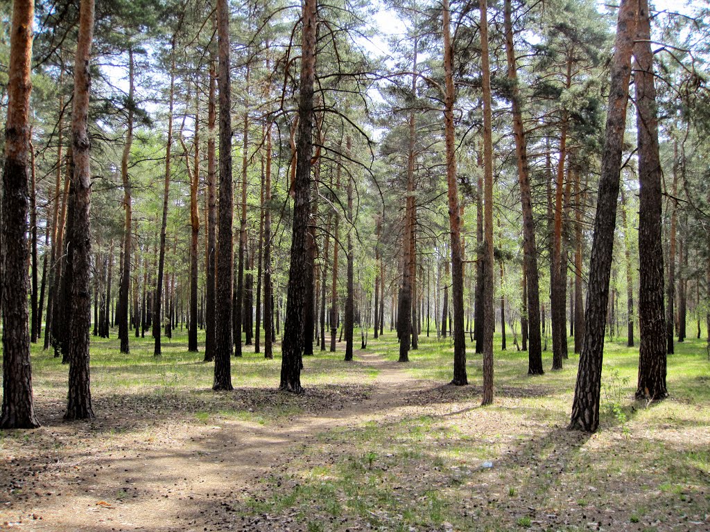 Старая лесная тропинка