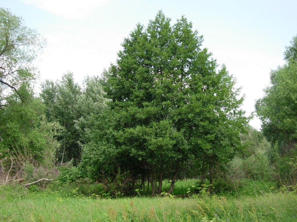 oaklets