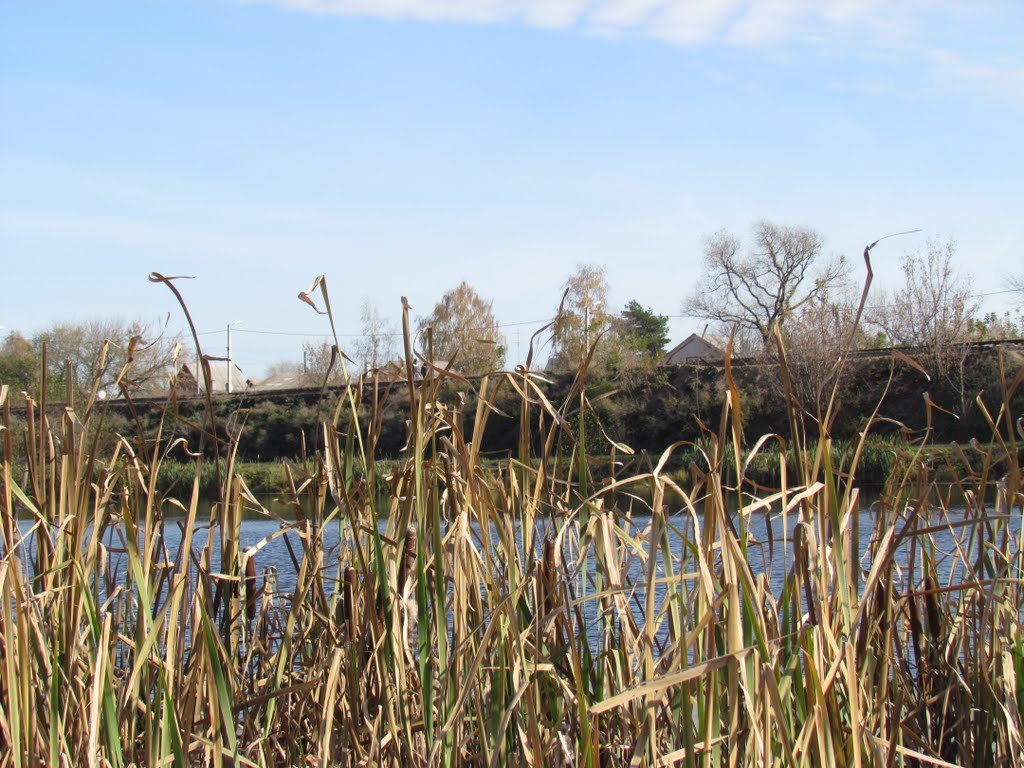 Reeds at the pond