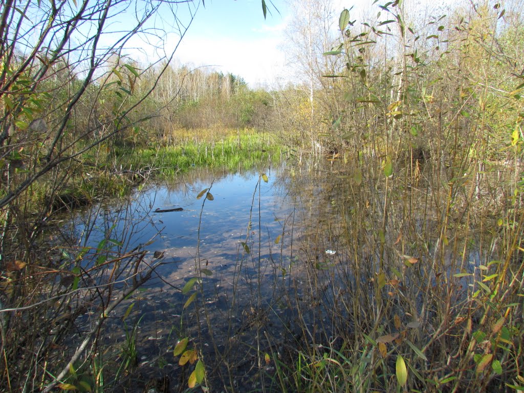 Swamp near the pond