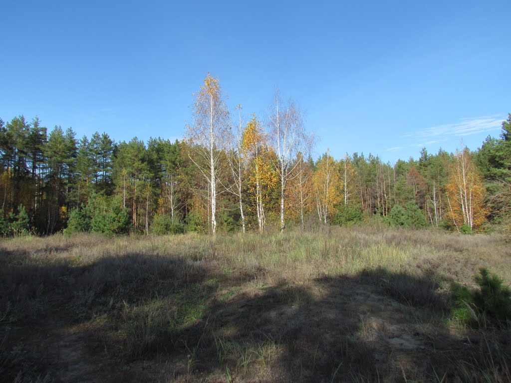 Meadow in the forest