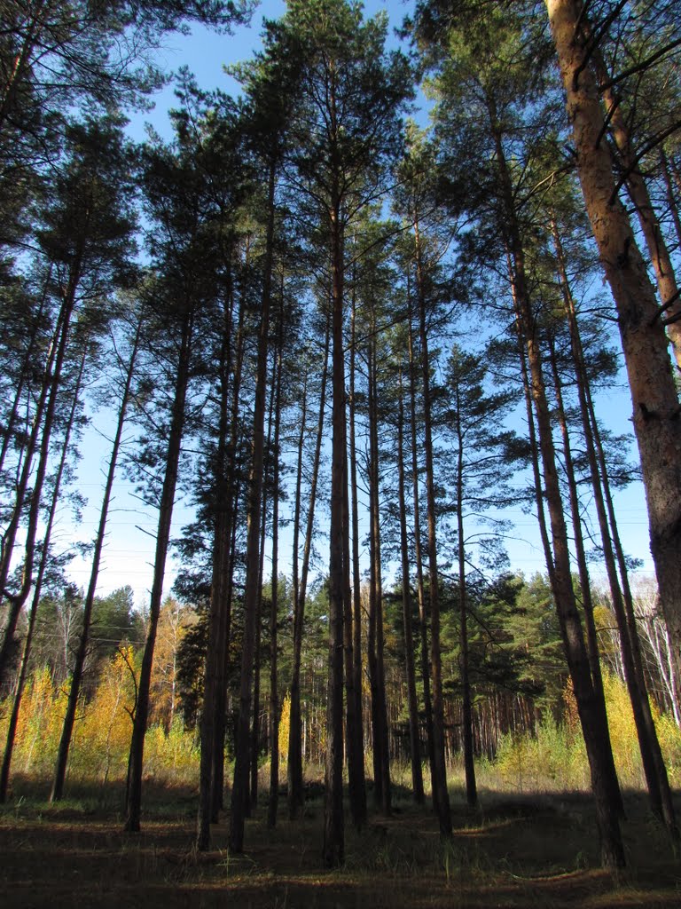 Closing to a forest section edge