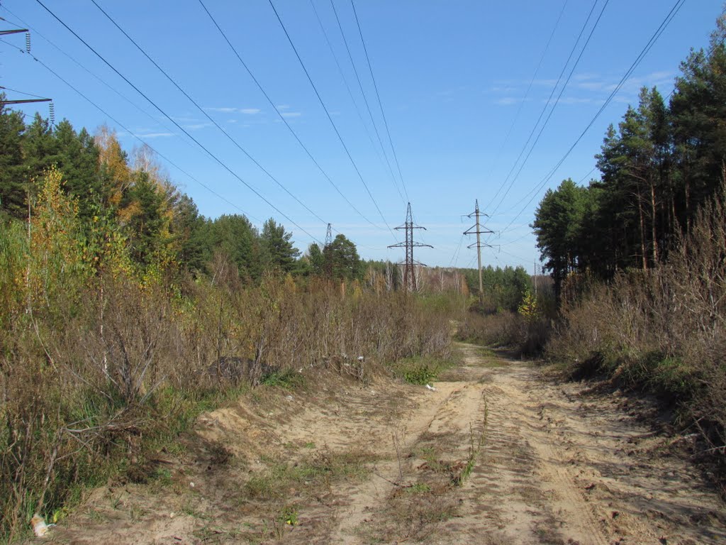 Dirt road between sections of the forest