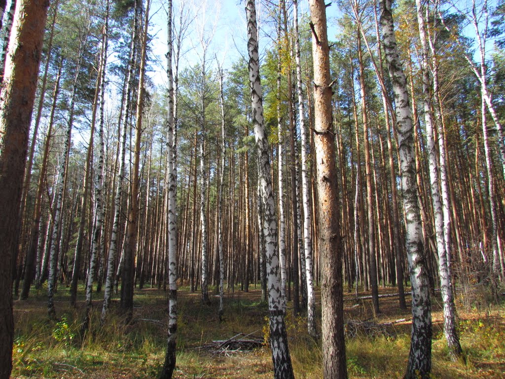 Birch tress in the forest