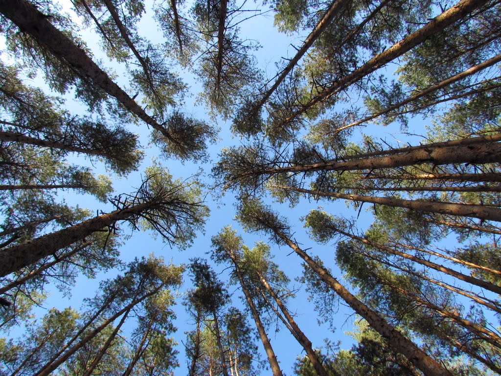 Treetops