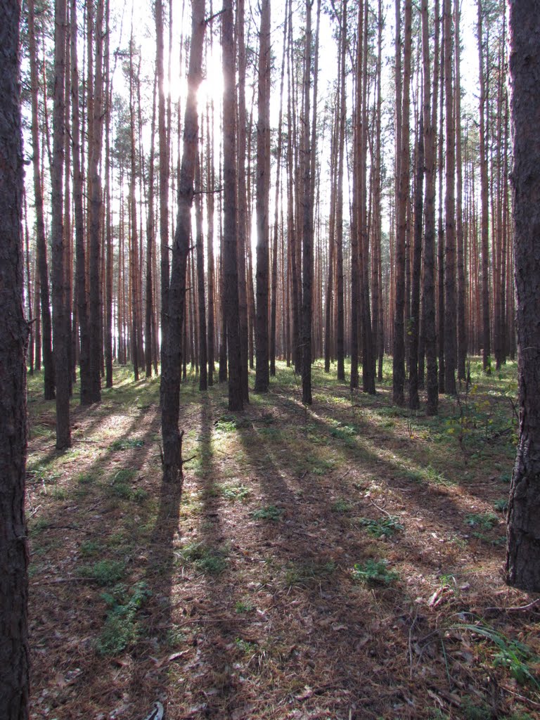 Light And Shadow in the forest