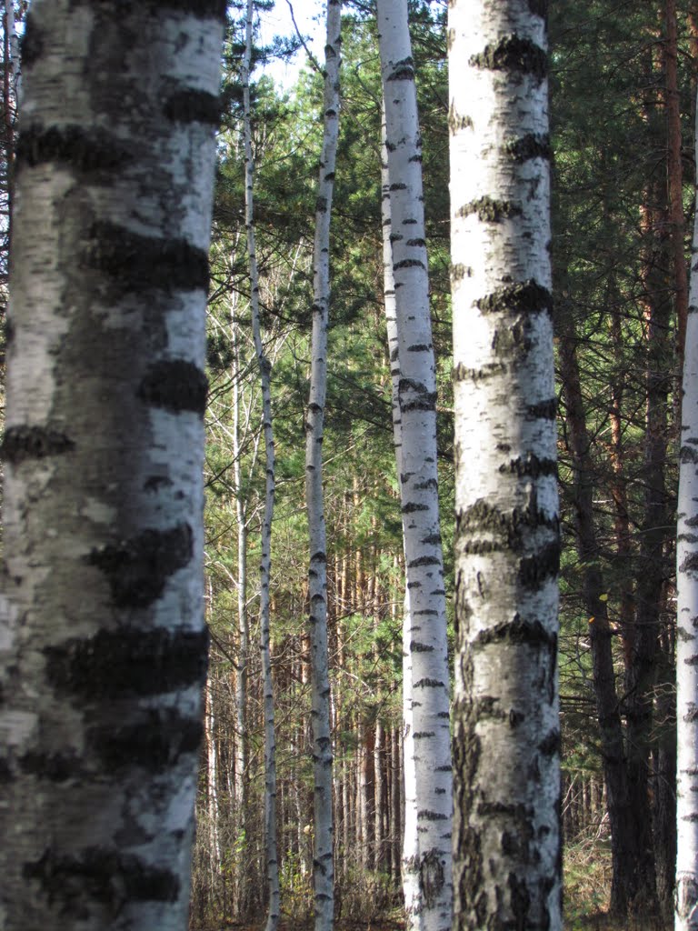 Birch trunks texture