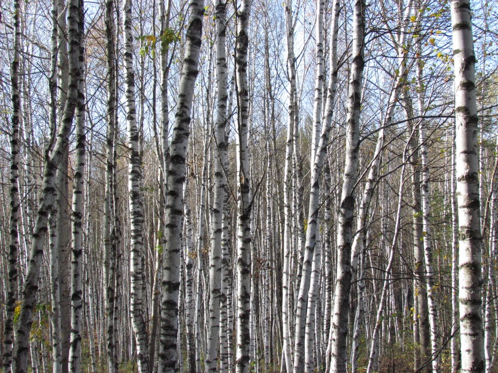 Infinite Birches