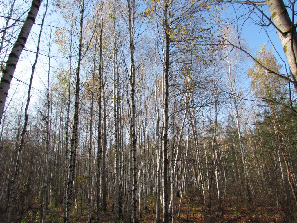 Birch section of the forest