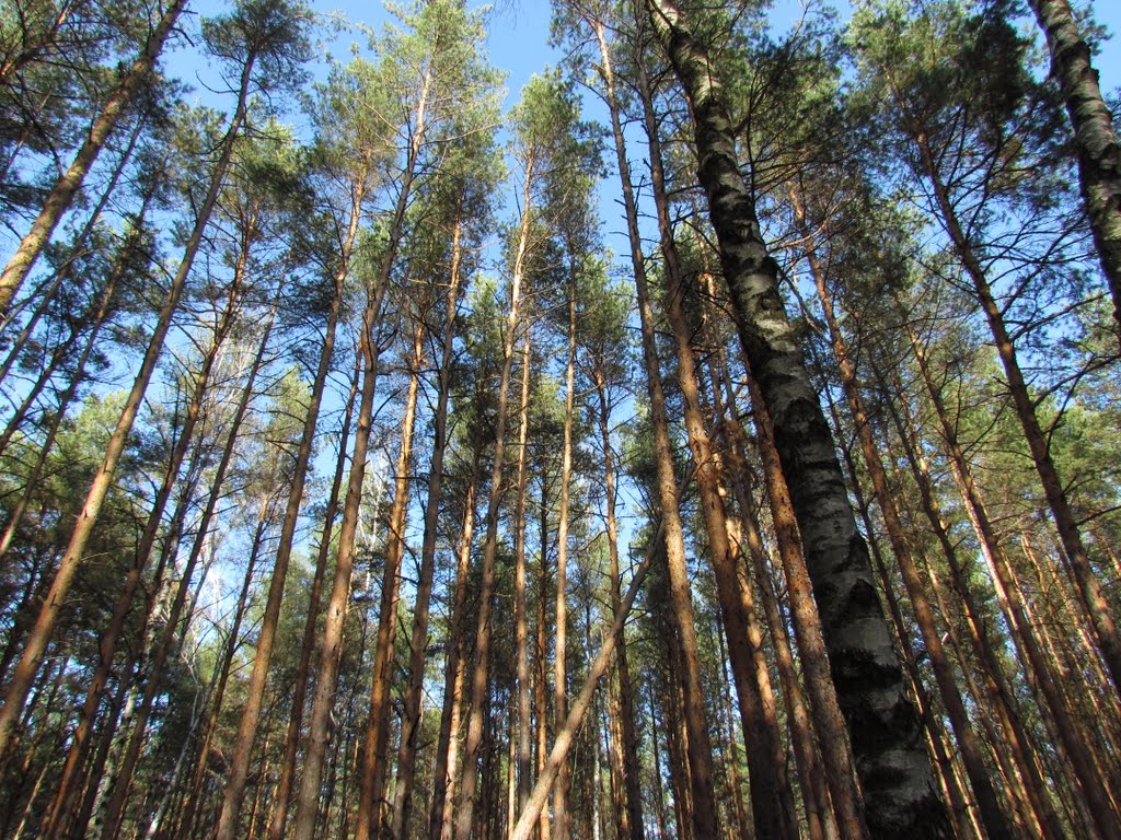 More treetops
