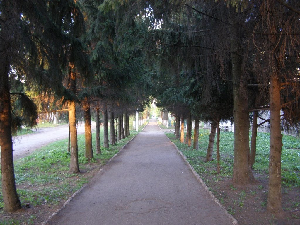 Аллея парка