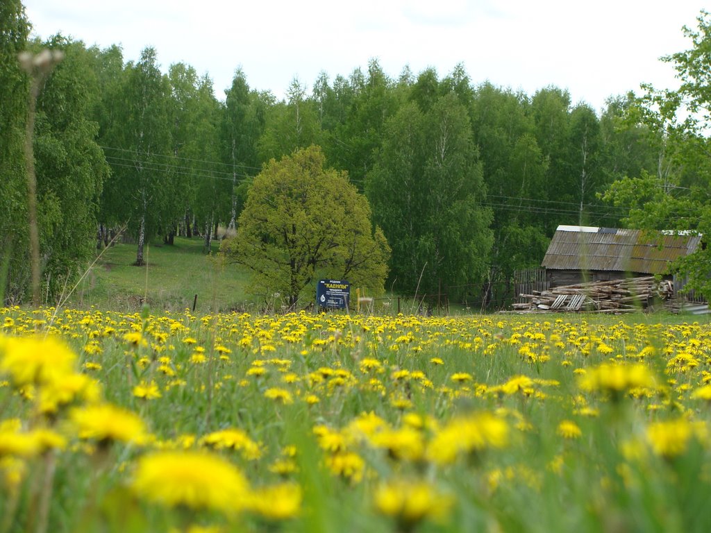 Цветущая лужайка.