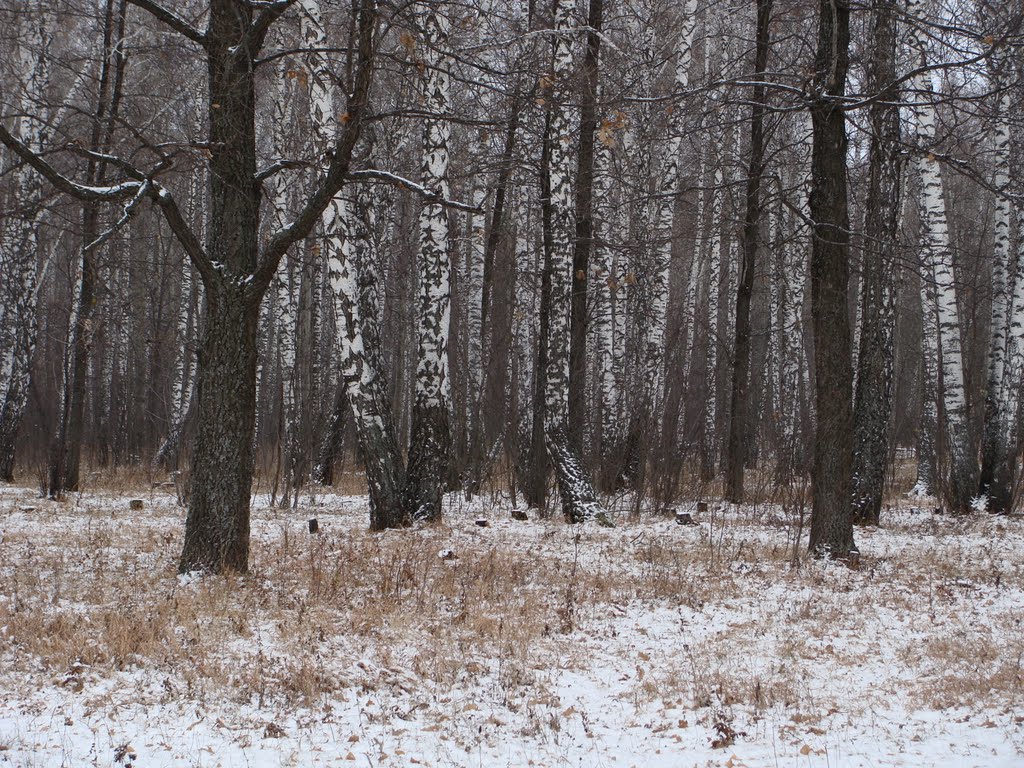 Лес в ноябре. Wood at November.