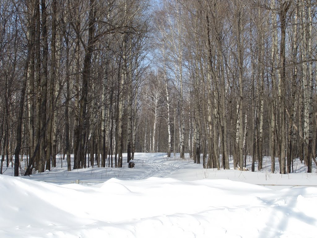 Зимний лес. The winter wood.