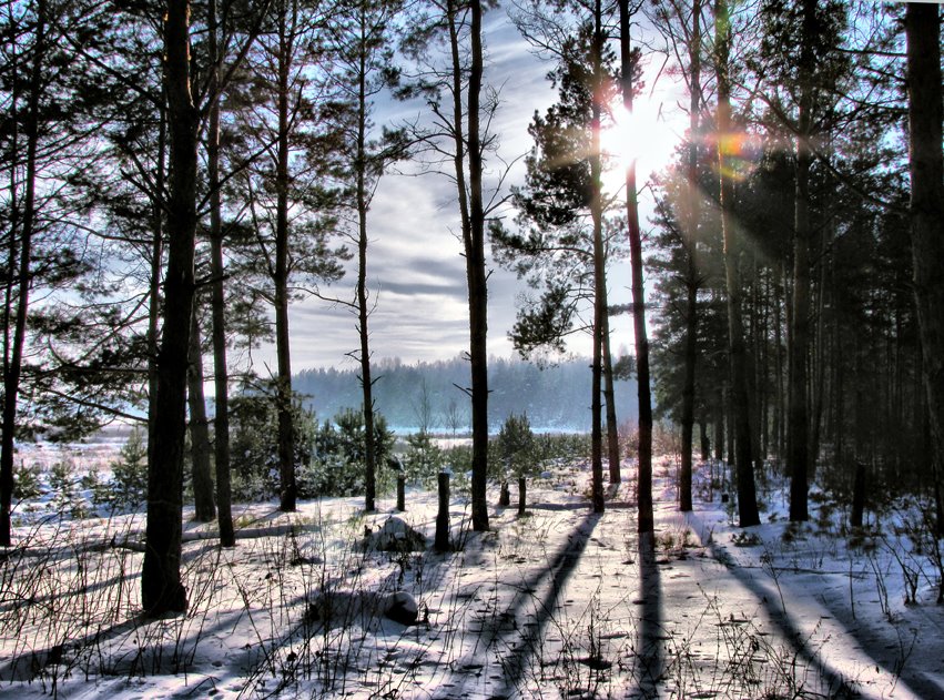 Winter sunЗимнее солнце