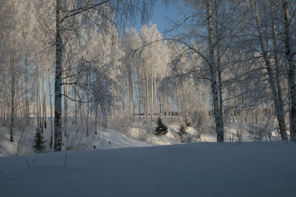 forest