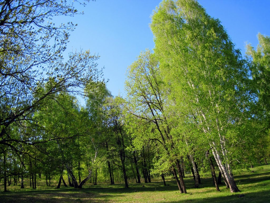 Лес весной