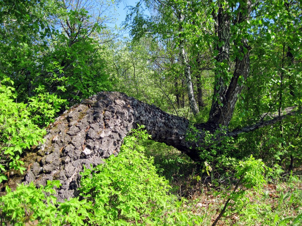 Дерево у земли