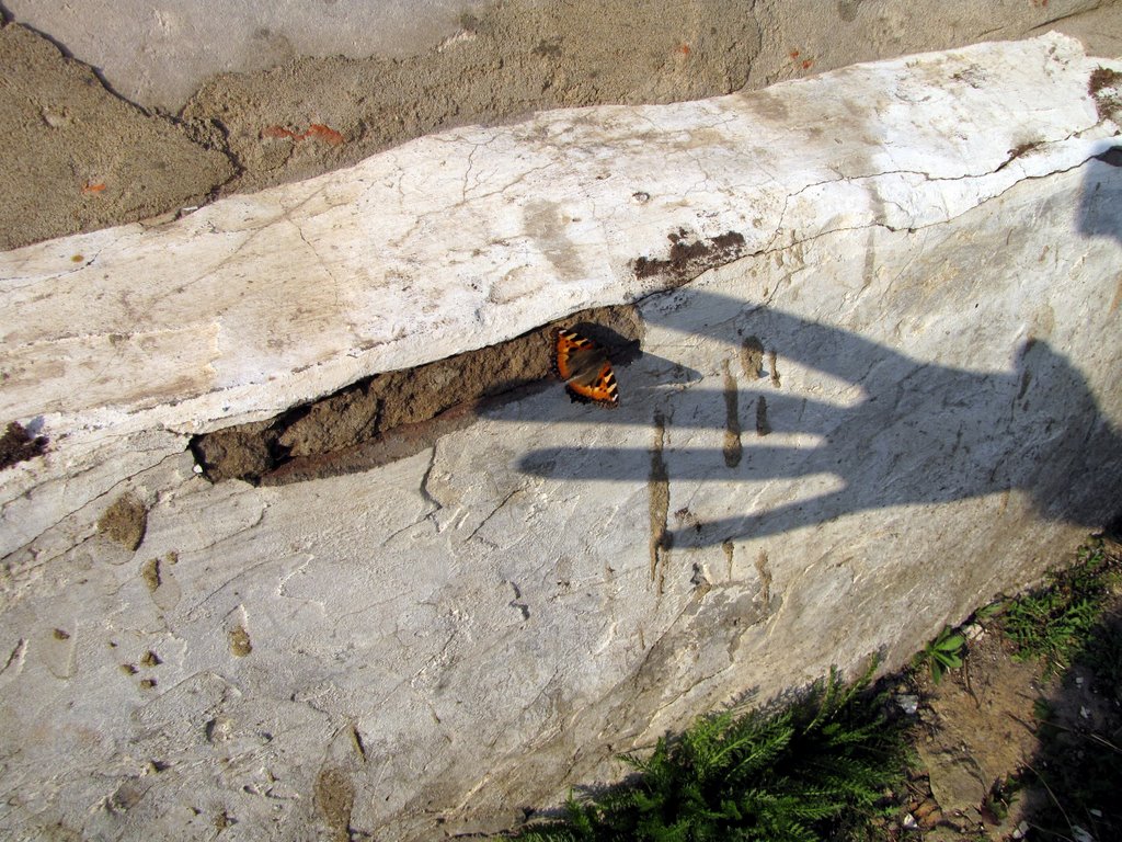 Бабочка и тень тревоги. (The butterfly and shadow of anxiety).Bazarnyye Mataki, Tatarstan (Russia)