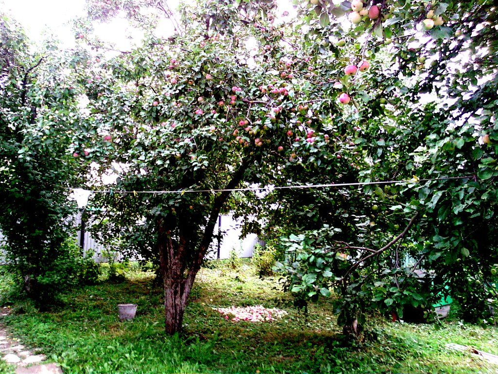 Shemordan