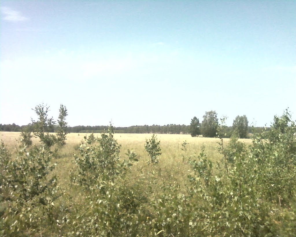 Возле Васильевских дач//Near the cottages Vasilevs