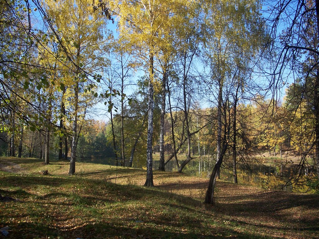 Берёзки на берегу//Birches on the shore