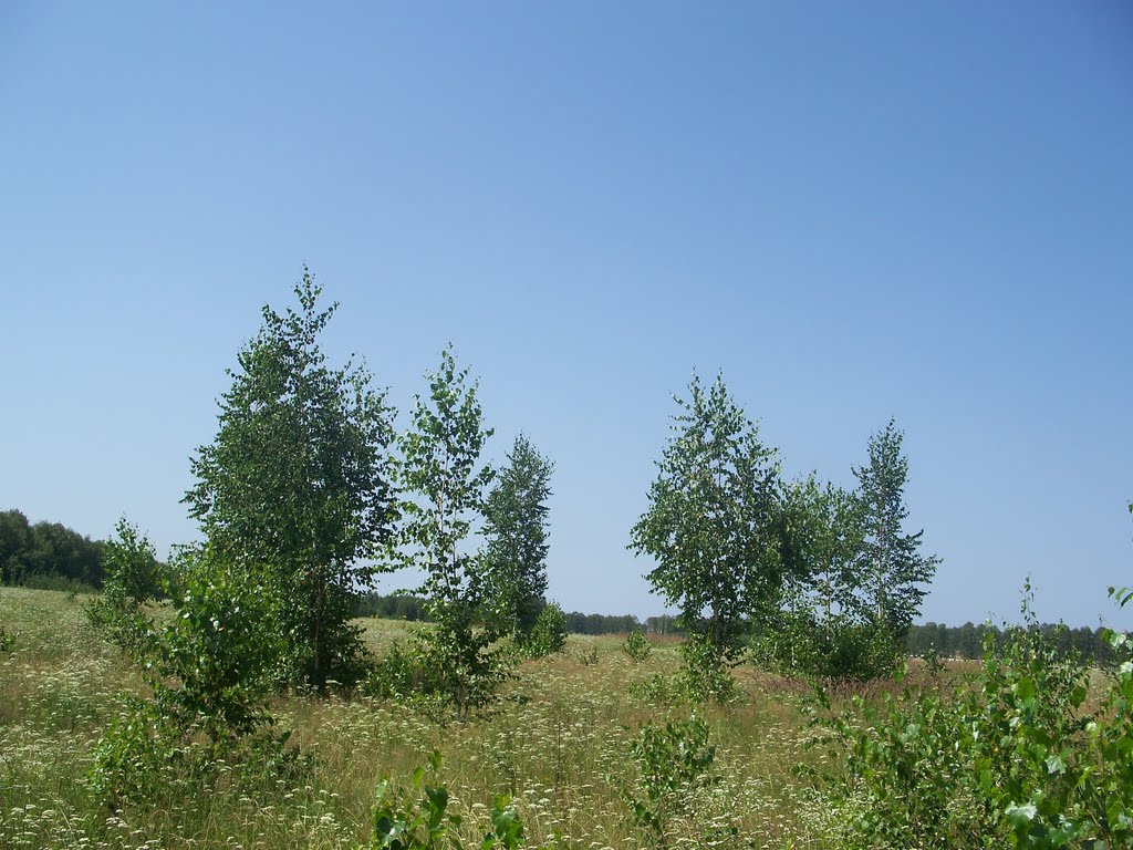 Молодые берёзки///young birch trees