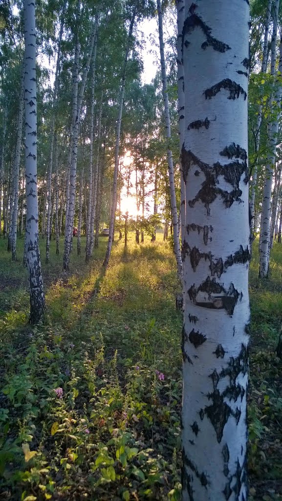Закат в роще