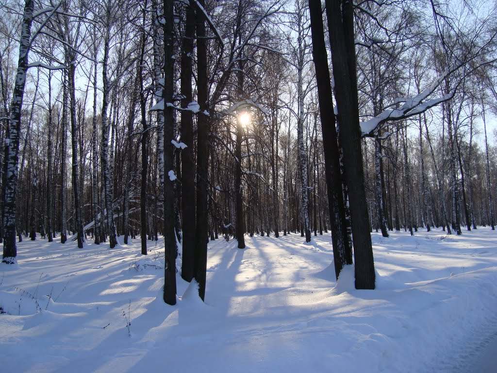 Зимний лес