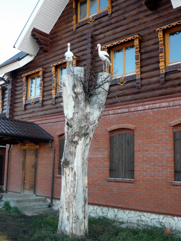 Елабуга.Аисты.